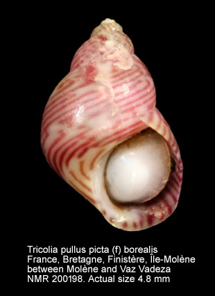 Tricolia pullus picta (f) borealis (2).jpg - Tricolia pullus picta (f) borealisNordsieck,1973